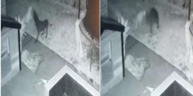 মাঝরাতে ‘ভূত বন্ধু’র সাথে খেলায় মজলো পোষা কুকুর, সিসিটিভি ফুটেজ দেখে হতবাক মালিক !