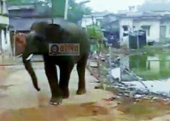 রাস্তায় দাপাদাপি গজরাজের,আতঙ্ক বাঁকুড়ার সোনামুখী শহরে