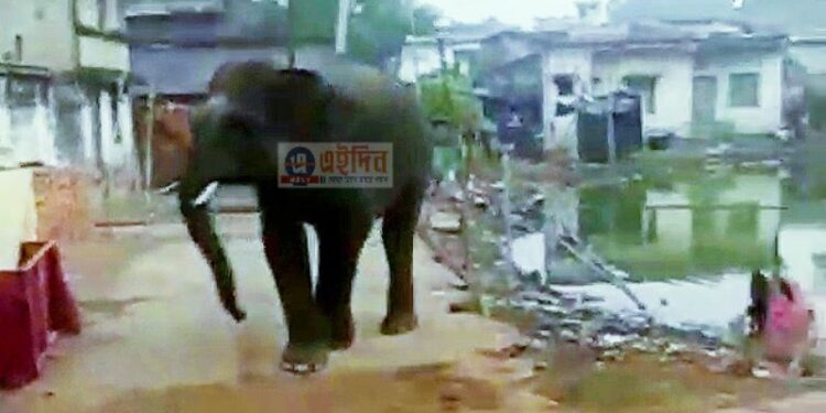 রাস্তায় দাপাদাপি গজরাজের,আতঙ্ক বাঁকুড়ার সোনামুখী শহরে