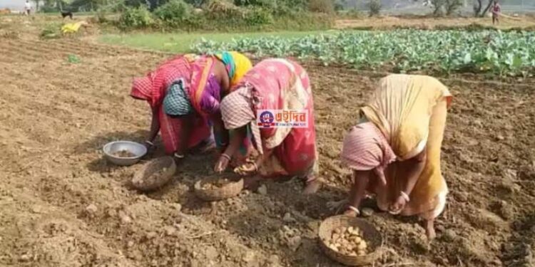 সারের কালোবাজারি চলায় বিপাকে শস্যগোলার আলু চাষিরা, নড়ে চড়ে বসলো কৃষি দফতর