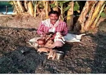 মাতৃহারা ৬ কুকুর শাবকের পরিচর্যার জন্য নিজের কাজ বন্ধ করে বাড়িতে দিন কাটাচ্ছেন পশুপ্রেমী প্রৌঢ়