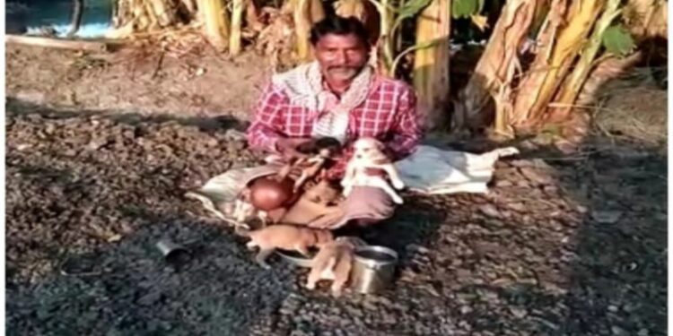মাতৃহারা ৬ কুকুর শাবকের পরিচর্যার জন্য নিজের কাজ বন্ধ করে বাড়িতে দিন কাটাচ্ছেন পশুপ্রেমী প্রৌঢ়