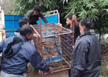 অসুস্থ শিয়ালকে উদ্ধার করে বনদপ্তরের হাতে তুলে দিল গলসির গলিগ্রামবাসী