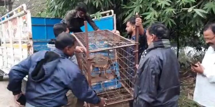 অসুস্থ শিয়ালকে উদ্ধার করে বনদপ্তরের হাতে তুলে দিল গলসির গলিগ্রামবাসী