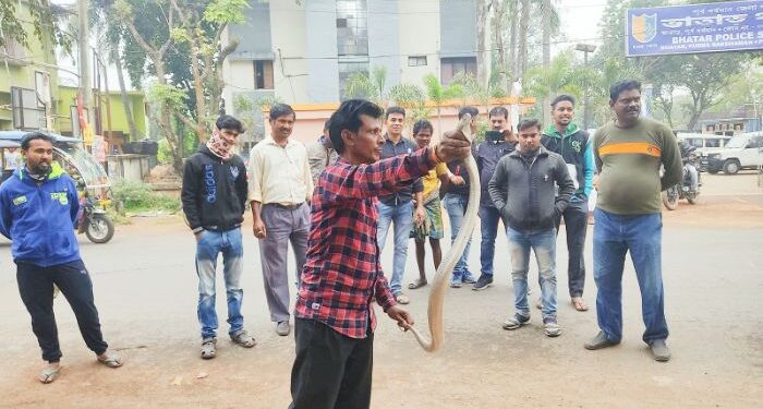 বিশালাকৃতির গোখরো সাপ উদ্ধার ঘিরে আতঙ্ক পূর্ব বর্ধমানের ভাতারে