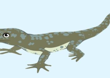 স্যুটকেসে লুকিয়ে বিদেশ পাড়ি মার্কিন টিকটিকির, অতিথিকে দেশে ফেরাবে ইংল্যান্ড