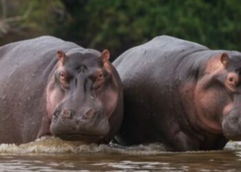 বেলজিয়ামের অ্যান্টওয়ার্প চিড়িয়াখানায় দুই জলহস্তির কোভিড পজিটিভ