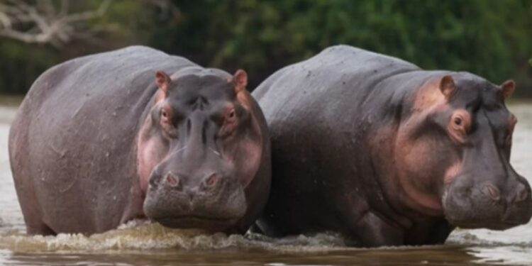 বেলজিয়ামের অ্যান্টওয়ার্প চিড়িয়াখানায় দুই জলহস্তির কোভিড পজিটিভ