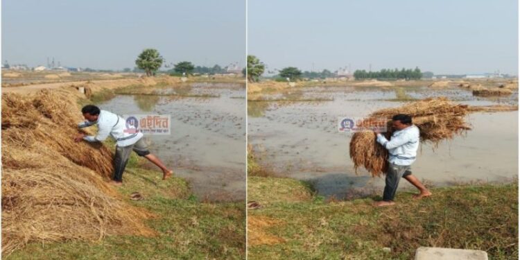 ফসল বাঁচাতে জলে ডুবে থাকা জমি থেকে সুগন্ধী ধান গাছ উদ্ধার করলেন বিধায়ক