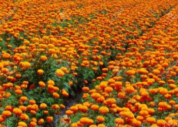 গাঁদা ফুলের চাষ করে হচ্ছে লাভ, বিকল্প চাষে দিশা দেখাচ্ছেন দক্ষিণ দিনাজপুর জেলার শিববাড়ি এলাকার কৃষকরা