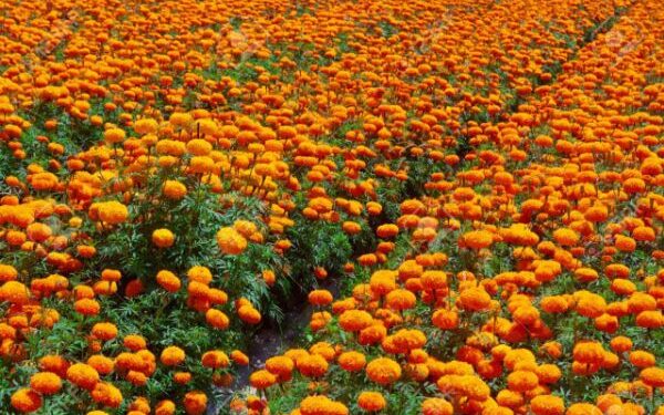 গাঁদা ফুলের চাষ করে হচ্ছে লাভ, বিকল্প চাষে দিশা দেখাচ্ছেন দক্ষিণ দিনাজপুর জেলার শিববাড়ি এলাকার কৃষকরা