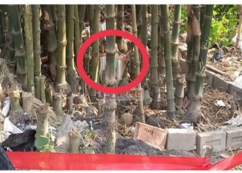 তৃণমূল নেতার বাড়ির পাশে বাঁশ বাগান থেকে বোমা উদ্ধারের ঘটনায় চাঞ্চল্য মেমারিতে