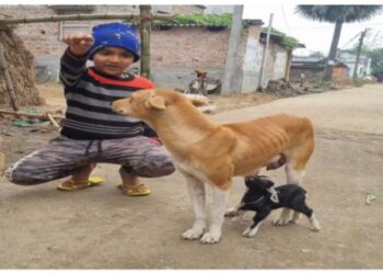 নিজের মা দুধ দিতে অক্ষম, কুকুর মাতার দুধ পান করে বড় হচ্ছে ছাগ শিশু