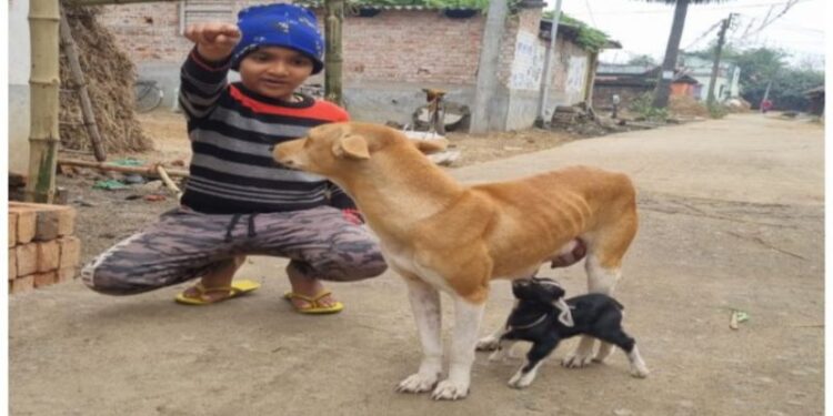 নিজের মা দুধ দিতে অক্ষম, কুকুর মাতার দুধ পান করে বড় হচ্ছে ছাগ শিশু