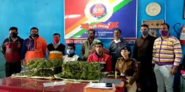 রেলপুলিশের ততপরতায় বর্ধমান স্টেশন থেকে উদ্ধার ২২৭ টিয়া পাখি