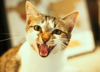 বিড়ালের কামড়ের জেরে রক্তক্ষয়ী সংঘর্ষ, ২ মহিলা সহ জখম ৮