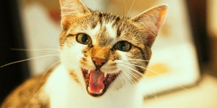 বিড়ালের কামড়ের জেরে রক্তক্ষয়ী সংঘর্ষ, ২ মহিলা সহ জখম ৮