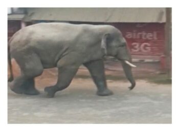 বর্ধমানের মাধবডিহিতে দলছুট হাতি ঘিরে আতঙ্ক