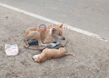 রাতভর তীব্র ঠান্ডার মধ্যে শিশু সন্তানের মৃতদেহ আগলে ঠায় বসে কুকুরী মা