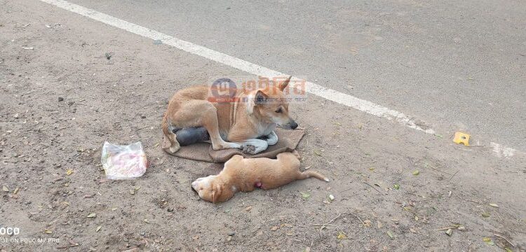রাতভর তীব্র ঠান্ডার মধ্যে শিশু সন্তানের মৃতদেহ আগলে ঠায় বসে কুকুরী মা