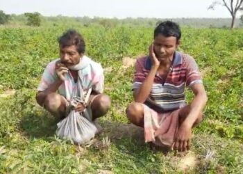 বাঁকুড়ায় ফের বুনো হাতির দলের তান্ডব, ক্ষতিগ্রস্থ প্রচুর কৃষিজমি