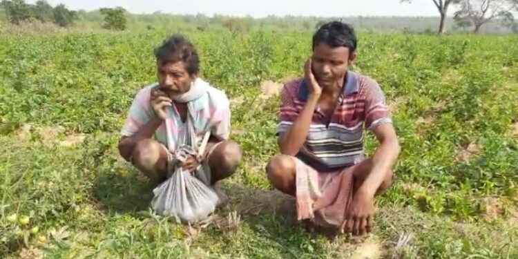 বাঁকুড়ায় ফের বুনো হাতির দলের তান্ডব, ক্ষতিগ্রস্থ প্রচুর কৃষিজমি