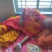 পরপর কন্যা সন্তানের জন্ম দেওয়ায় গৃহবধূর যৌনাঙ্গে রড,লাঠি ঢুকিয়ে দেওয়ার অভিযোগ স্বামীর বিরুদ্ধে