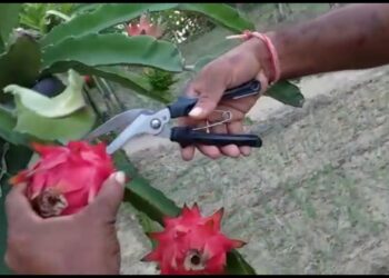 ড্রাগন ফলের চাষ করে স্বনির্ভর হচ্ছেন দক্ষিণ দিনাজপুর জেলার চাষিরা