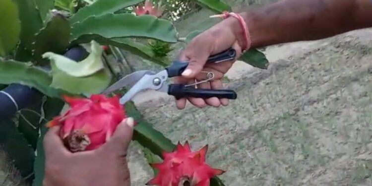 ড্রাগন ফলের চাষ করে স্বনির্ভর হচ্ছেন দক্ষিণ দিনাজপুর জেলার চাষিরা