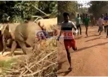 আউশগ্রামে আবির্ভাব দাঁতাল হাতির, আতঙ্ক এলাকায়