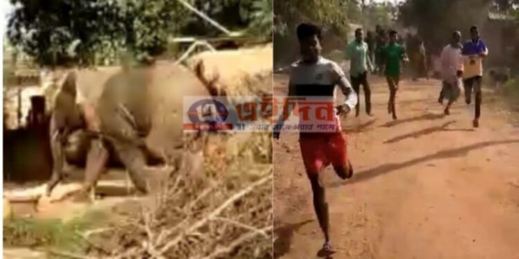 আউশগ্রামে আবির্ভাব দাঁতাল হাতির, আতঙ্ক এলাকায়