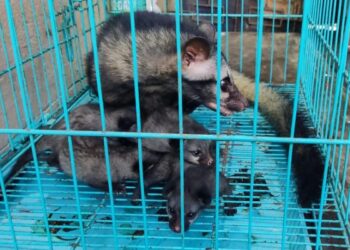 লোকালয় থেকে উদ্ধার শাবক সহ ৫ টি গন্ধগোকুল