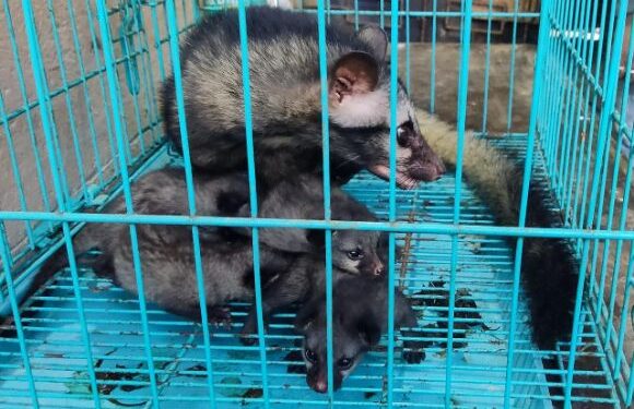 লোকালয় থেকে উদ্ধার শাবক সহ ৫ টি গন্ধগোকুল