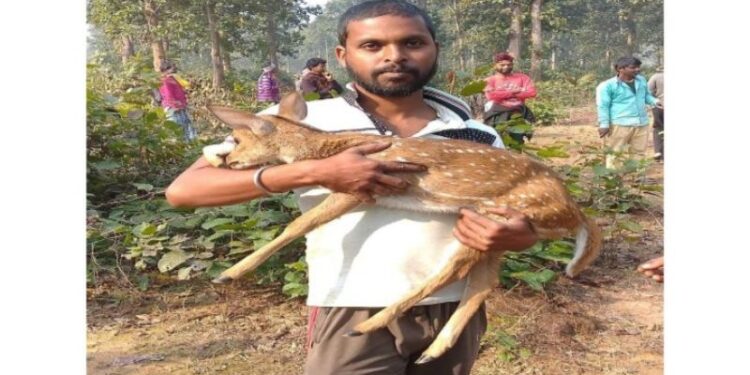 দলছুট হরিণ শাবক উদ্ধার বাঁকুড়ায়