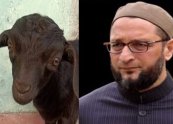 মিম প্রধান ওয়াইসির দীর্ঘজীবনের জন্য ১০১ ছাগলের কুরবানি দিল হায়দ্রাবাদের ব্যবসায়ী