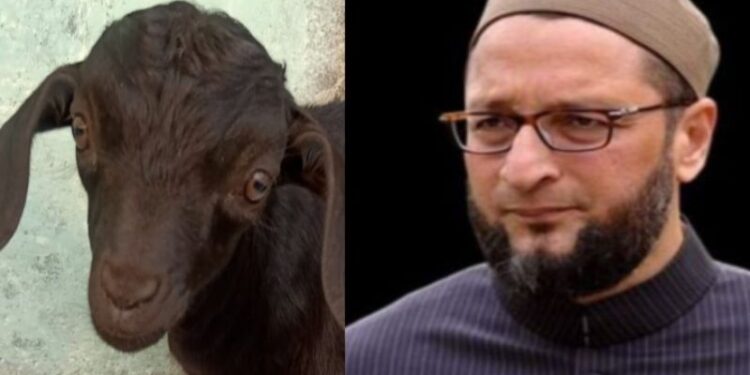 মিম প্রধান ওয়াইসির দীর্ঘজীবনের জন্য ১০১ ছাগলের কুরবানি দিল হায়দ্রাবাদের ব্যবসায়ী