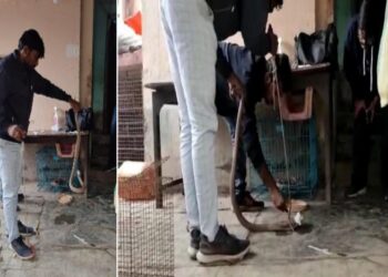 আগুনে দগ্ধ গোখরো সাপকে উদ্ধার করে প্রাণ বাঁচালো পশুপ্রেমী সংগঠন