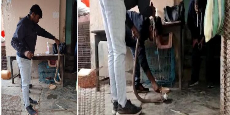 আগুনে দগ্ধ গোখরো সাপকে উদ্ধার করে প্রাণ বাঁচালো পশুপ্রেমী সংগঠন