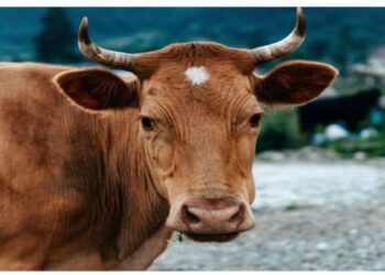 গরুকে গনধর্ষনের অভিযোগে গ্রেফতার দুই যুবক, বেপাত্তা আরও দুই অভিযুক্ত