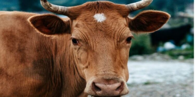 গরুকে গনধর্ষনের অভিযোগে গ্রেফতার দুই যুবক, বেপাত্তা আরও দুই অভিযুক্ত