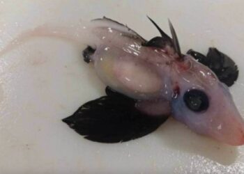 বিরল প্রজাতির শিশু ‘ভূত হাঙর’ আবিষ্কার করলেন নিউজিল্যান্ডের বিজ্ঞানীরা