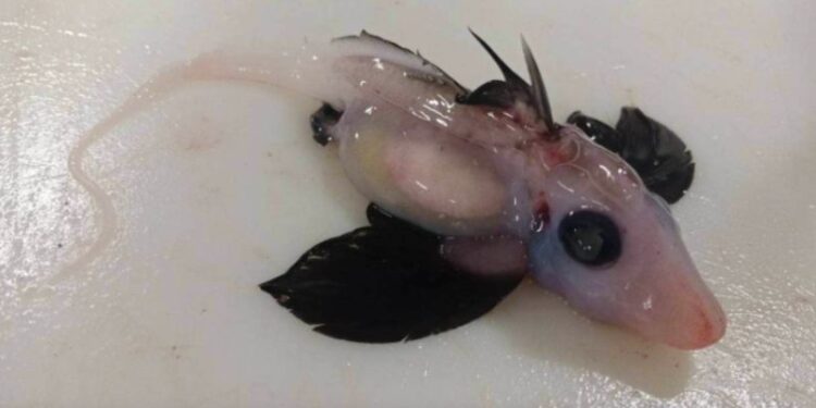 বিরল প্রজাতির শিশু ‘ভূত হাঙর’ আবিষ্কার করলেন নিউজিল্যান্ডের বিজ্ঞানীরা