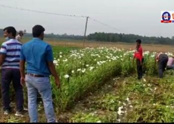 পিঁয়াজ চাষের আড়লে জমিতে পোস্ত চাষ করে গ্রেফতার চার ব্যক্তি