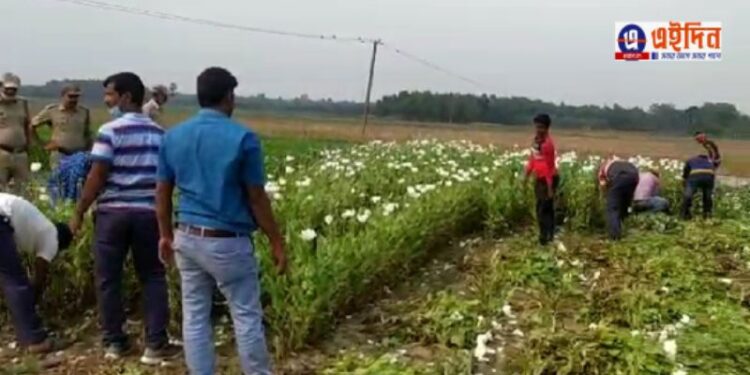 পিঁয়াজ চাষের আড়লে জমিতে পোস্ত চাষ করে গ্রেফতার চার ব্যক্তি