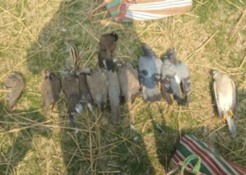 কাটোয়ায় ১৭ টি মৃত পাখিসহ দুই চোরা শিকারিকে গ্রেফতার করল পুলিশ