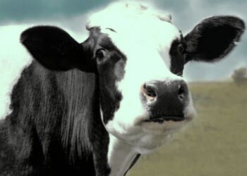 চার মাসের গাভীকে ধর্ষণের অভিযোগে গ্রেফতার দুই যুবক