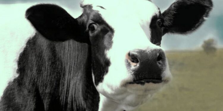 চার মাসের গাভীকে ধর্ষণের অভিযোগে গ্রেফতার দুই যুবক