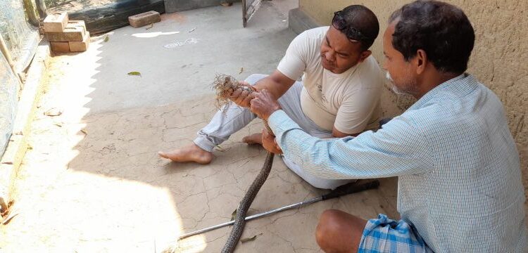 ভাতারে বিষধর সাপের প্রাণ বাঁচালেন সর্পপ্রেমী যুবক