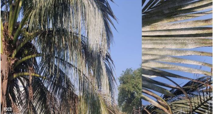 অতি সংক্রামক রোগে আক্রান্ত নারকেল গাছ, হঠাৎ সাদা হয়ে যাচ্ছে গাছের পাতা
