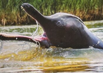 ৫ অক্টোবর ‘জাতীয় ডলফিন দিবস’ ঘোষণা করল কেন্দ্র সরকার